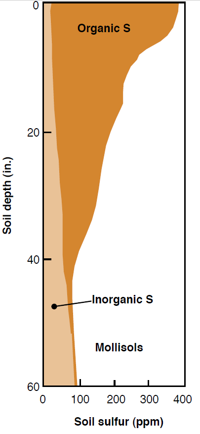 An example soil profile demonstrating the distribution of organic and inorganic S in a mollisol soil