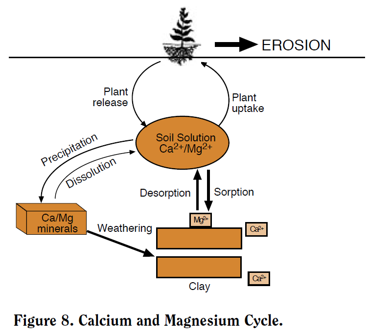 A diagram showing the complex inputs and outputs of the calcium and magnesium cycle