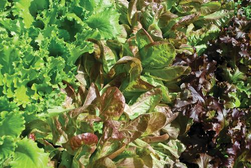 Green and red leaf lettuce