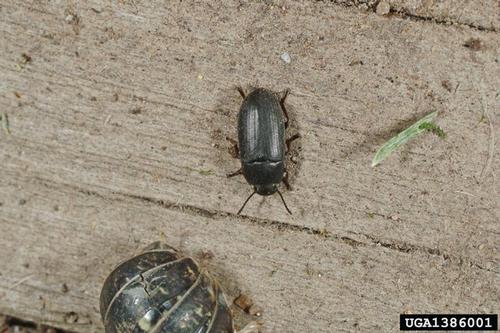 a close up of a single black flea beetle. Photo by Joseph Berger, bugwood.org