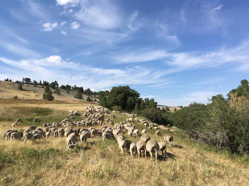 A flock of white sheep walking across a field. Photo by Brent Roeder, MSU