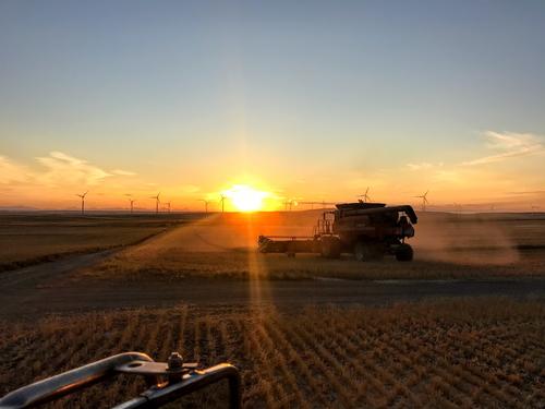 A photo of a combine late in the day through a field with windmills in the background. Photo by Kimberly Suta.