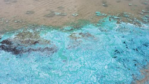 Harmful algal blooms may resemble pea soup, wet paint, or grass clippings and may appear as blue/ green discoloration on the water, along rocks, and on the shore.