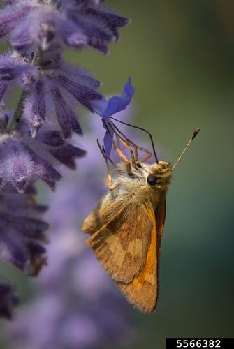 Woodland skipper. A brown moth holding onto a purple flower. Photo by David Cappaert, Bugwood.org