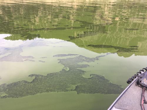 Harmful algal blooms may resemble pea soup, wet paint, or grass clippings and may appear as blue/ green discoloration on the water, along rocks, and on the shore.