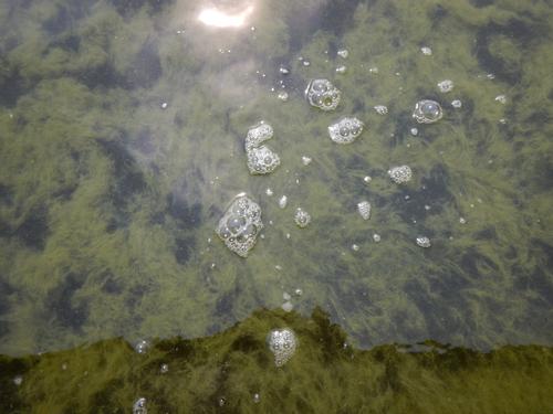 Harmful algal blooms may resemble pea soup, wet paint, or grass clippings and may appear as blue/ green discoloration on the water, along rocks, and on the shore.