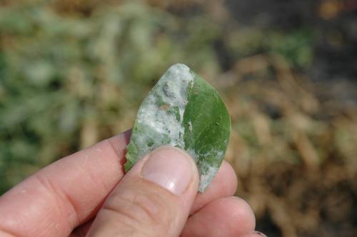powdery mildew on a leaf