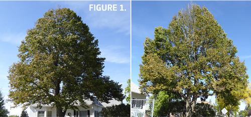 A dead top on a tree can indicate drought