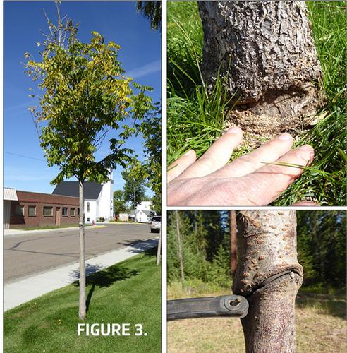 other stem injury such as a rope or cable wrapped around the stem