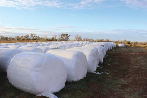 Multiple rows of round hay bales are wrapped in white plastic. 