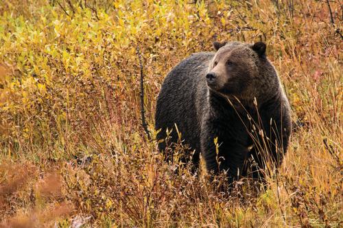 A grizzly bear is pictured in browning grass and brush.
