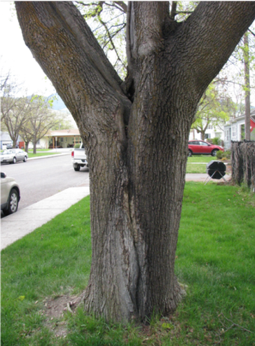 Photo by Peter Kolb showing a structurally-weak V shaped branch junction that has split.