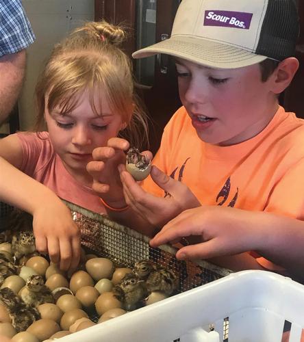 A girl and boy look at newly hatched pheasants and hold an egg with a pheasant chick in it. 