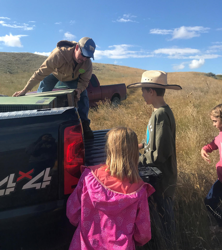 A man and children open the tailgate of a truck to open pheasant cages.