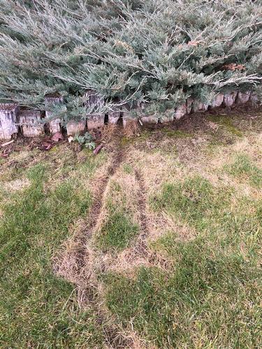 A snake-like trail disfiguring the turf caused by voles.