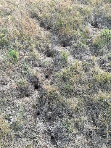 Small holes in the turf caused by voles.