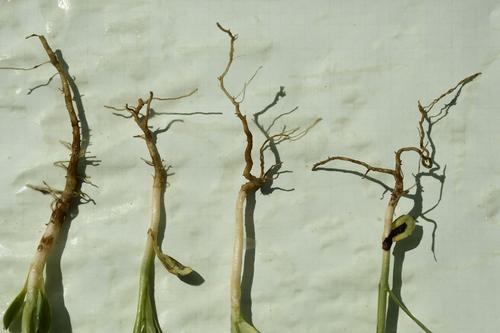 Stunted safflower roots caused by aluminum toxicity. Photo by Rick Engel