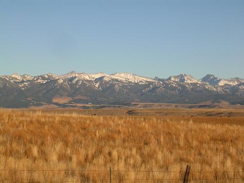 A golden wheat field with snowcapped mountains in the background. Photo by Tracy Mosley, MSU