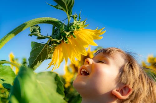 A child holds their smiling face up to a blooming sunflower.