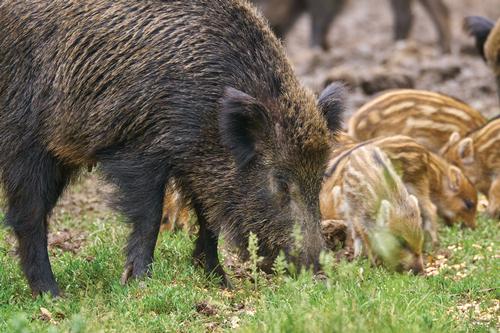 Feral swine and piglets are pictured rooting in the grass. 