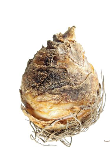 photo of single flower bulb on white background