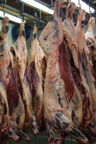 beef carcasses hanging at the processing plant