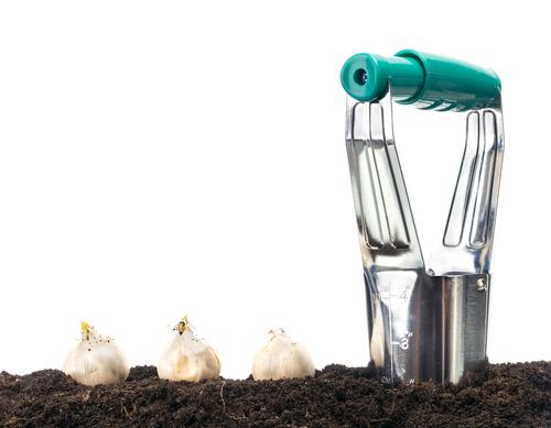 dibble in dirt used to plant flower bulbs