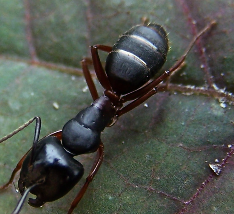 Camponotus herculeanus. Кампонотус геркулеанус. Camponotus herculeanus солдат. Муравей Camponotus. Camponotus herculeanus матка.