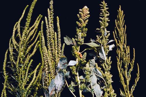From left, inflorescences of Palmer, Powell, redroot, smooth, and waterhemp.