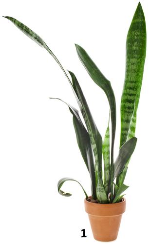 MSU Snake Plant, MSU Faux Snake Plant, MSU Gifts for Men, MSU