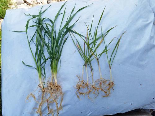 Wheat with leaf lesions and club roots. Photo by Rick Engel