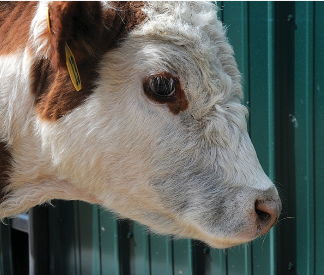 A brown and white calf's head with a bluish stain near the nose due to a lice infestation.