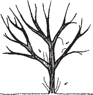 Placement of the scaffold branches around the tree framework.