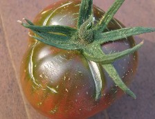FIGURE 2. Cracking of the fruit can occur when cold irrigation water hits warm fruits, or by overwatering during fruit development. Pale colored cracks round around a greenish red tomato on a table.
