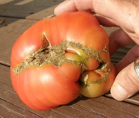 FIGURE 3. Catfacing can be caused by poor pollination, cool early season weather, or herbicide damage. This tomato shows pinching and puckering on the surface of the tomato.