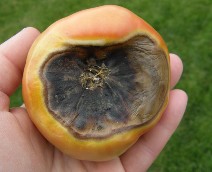 FIGURE 4. The leathery look of blossom end rot, typically caused by inconsistent watering. This tomato show a large dark indentation almost as big as the fruit itself.