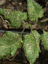 Figure 5 shows the tiny round holes on the leaves caused by flea beetles.