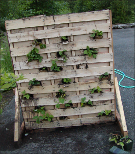 Figure 1. An upended and modified shipping pallet may be used as a planter to save space.