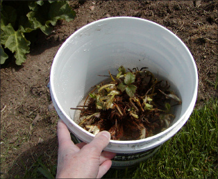 FIGURE 2. The first step in heeling in plantlets that arrive too early to plant is to soak them in water.