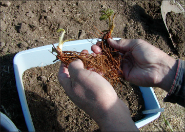 FIGURE 3. The second step is to separate plantet roots.