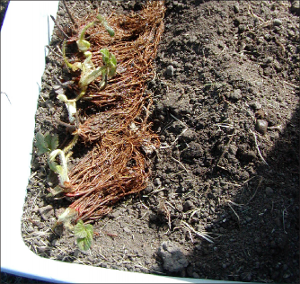 FIGURE 4. Dig a shallow trench then cover the roots to hold. Keep moist.