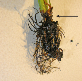 FIGURE 6. Set new plantlets in the garden with their crowns at soil level. Take care to not plant too deeply nor too shallow.