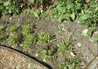 FIGURE 8. After fruiting, renovate June bearing plants by cutting the plants back to 4” stubs.