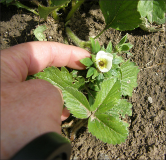 FIGURE 11. Frost damage to a flower will result in no berry being produced. Remove these flowers.