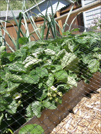 FIGURE 12. Protect berries with bird netting.