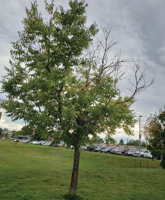 Figure 1: Picture of an established tree losing its leaves. Many conditions can cause this all-too-common sight.