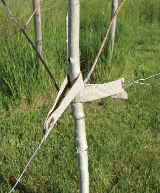 Figure 4: Newly planted trees should be staked to prevent wind sway from damaging newly formed roots.  by Cheryl moore-gough