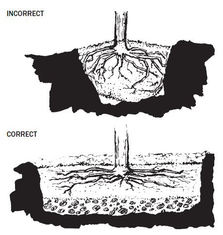 Figure 3: Roots should have ample room to spread in all directions as in the bottom drawing.