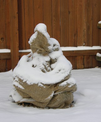 Figure 5: Wrap young conifers with burlap to protect from winter’s intense sun and wind.  by Cheryl moore-gough