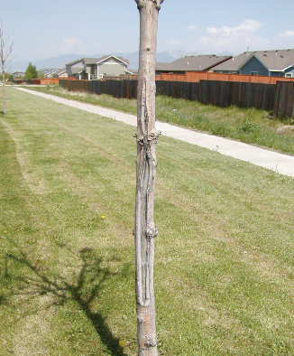 Figure 6: Unprotected young trees may suffer sunscald on the south and southwest side of the trunk.  by Cheryl moore-gough